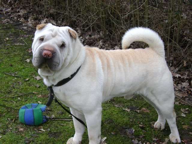 Baks ein 2jähriger Shar Pei Rüde, sucht dringend neues Zuhause!